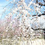 2018 Mito Kairakuen Plum Blossom Festival①