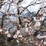 2018 Mito Kairakuen Plum Blossom Festival③