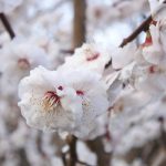 2018 Mito Kairakuen Plum Blossom Festival②