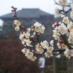 February 19, 2019(平成31年2月19日)Mito Kairakuen Plum Flowering Information