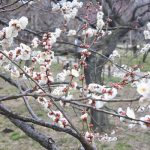 February 20, 2019(平成31年2月20日) Mito Kairakuen Plum Flowering Information