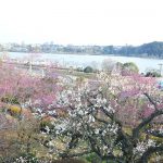 February 22, 2019 (平成31年2月22日)Mito Kairakuen Plum Flowering Information