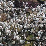 February 23, 2019(平成31年2月23日)Mito Kairakuen Plum Flowering Information