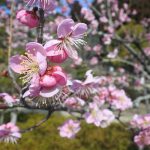 February 24, 2019(平成31年2月24日)Mito Kairakuen Plum Flowering Information