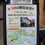 February 17, 2019(平成31年2月17日)Mito Kairakuen Plum blossom information
