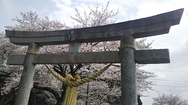 Mt. Atago (Kasama City) Cherry Blossom Festival