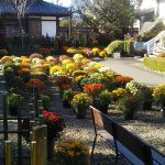 Chrysanthemum Festival “Kasama City, Ibaraki Prefecture, Japan”④