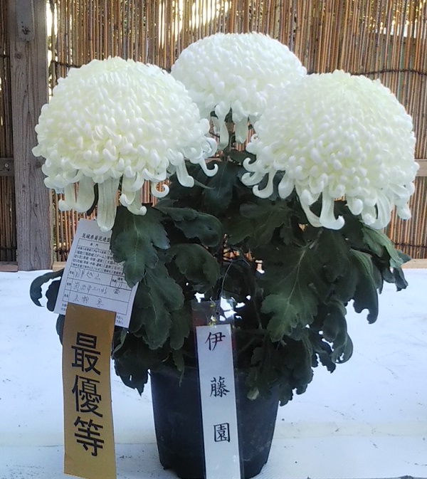 Chrysanthemum Festival "Kasama Inari Shrine"(菊まつり"笠間稲荷神社")21