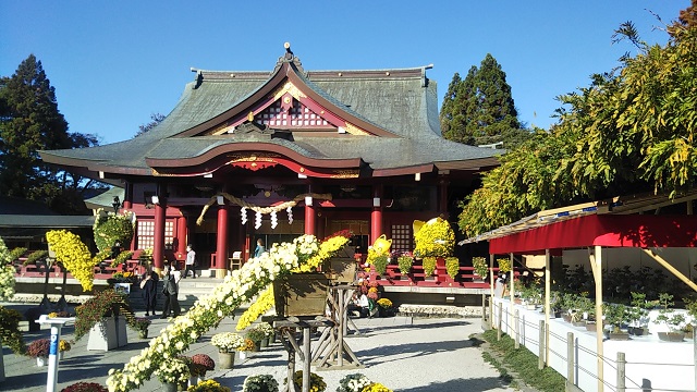 Chrysanthemum Festival "Kasama Inari Shrine"(菊まつり"笠間稲荷神社")25