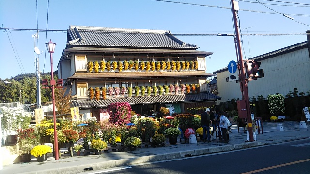 Chrysanthemum Festival "Kasama Inari Shrine"(菊まつり"笠間稲荷神社")30