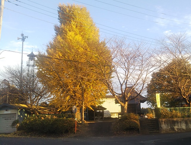 Autumn leaves of ginkgo tree
