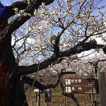 2017 Mito Kairakuen Plum Blossom Festival