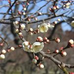 February 16, 2019(平成31年2月16日)Kairakuen Plum blossom information