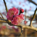 February 14, 2019(平成31年2月14日) Kairakuen Plum blossom information