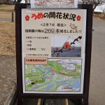 February 15, 2019(平成31年2月15日)Kairakuen Plum blossom information