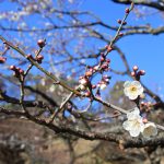 February 18, 2019(平成31年2月18日) Mito Kairakuen Plum blossom information