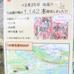 February 26, 2019(平成31年2月26日) Mito Kairakuen Plum Flowering Information