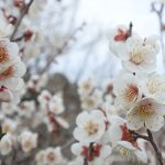 February 27, 2019(平成31年2月27日) Mito Kairakuen Plum Flowering Information