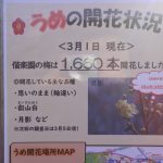 March 2, 2019(平成31年3月2日) Mito Kairakuen Plum Flowering Information