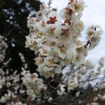 March 1, 2019(平成31年3月1日) Mito Kairakuen Plum Flowering Information