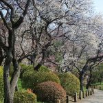 March 5, 2019(平成31年3月5日) Mito Kairakuen Plum Flowering Information