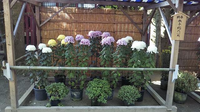 Chrysanthemum Festival "Kasama Inari Shrine"(菊まつり"笠間稲荷神社")10