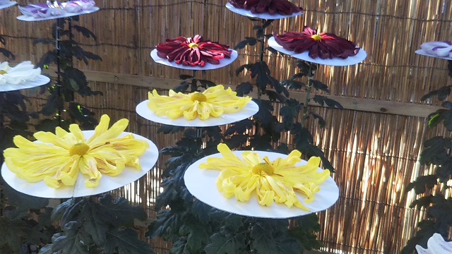 Chrysanthemum Festival "Kasama Inari Shrine"(菊まつり"笠間稲荷神社")17