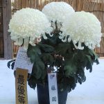 Chrysanthemum Festival “Kasama City, Ibaraki Prefecture, Japan”⑥