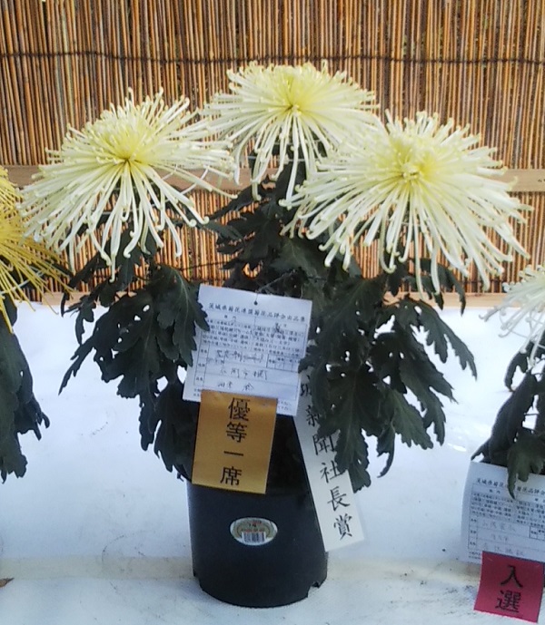 Chrysanthemum Festival "Kasama Inari Shrine"(菊まつり"笠間稲荷神社")23