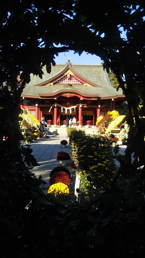 Chrysanthemum Festival "Kasama Inari Shrine"(菊まつり"笠間稲荷神社")32